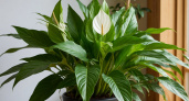 Спатифиллум стал в 3 раза мощнее — растение выпускает "белые паруса" каждую неделю