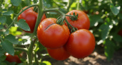 Популярны у дачников уже более 25 лет: 7 сортов томатов, которые точно не подведут в 2026 году
