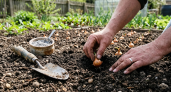 На какую глубину сажать лук-севок: главная хитрость для получения крупных луковиц