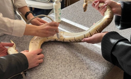 В Иркутской области ветеринары обнаружили беременность у питона