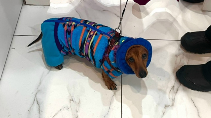 В Иркутской области владельцев домашних животных просят не пренебрегать вакцинацией против бешенства