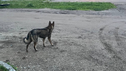 В усольском СНТ обнаружили восемь мертвых собак, выложенных в ряд на траве
